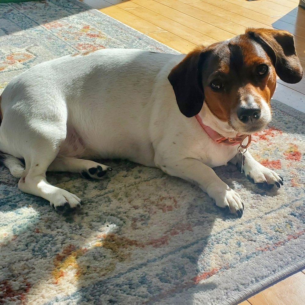 Dog Medical Bills Fundraiser - Picture 5 of 16
